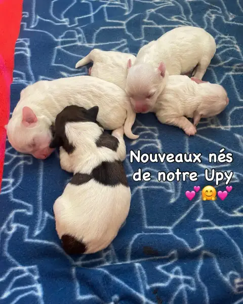 Coton De Tulear  Batman Des Filles De L'Etang