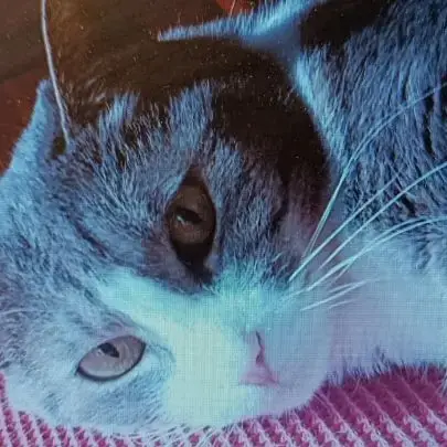Chat Mirabelle À L Adoption
