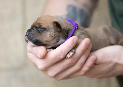 American Staffordshire Terrier  June Du Chemin Des Mo a1f67 photo 3