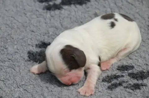 Cocker Spaniel Anglais  Chiot N°6 Chocolat Et Blanc D 466b3 photo 2