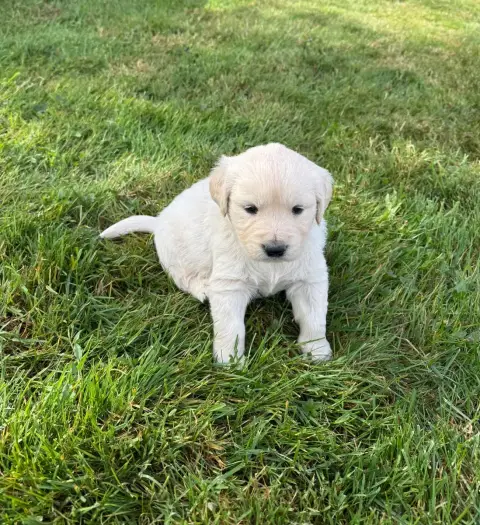 Golden Retriever  B.. Collier Rouge Des Gardiennes De 02144 photo 2