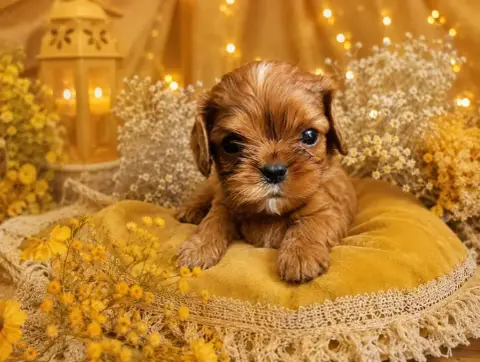Cavalier King Charles Spaniel  Bloom Du Soleil D'Eden 867f7 photo 2