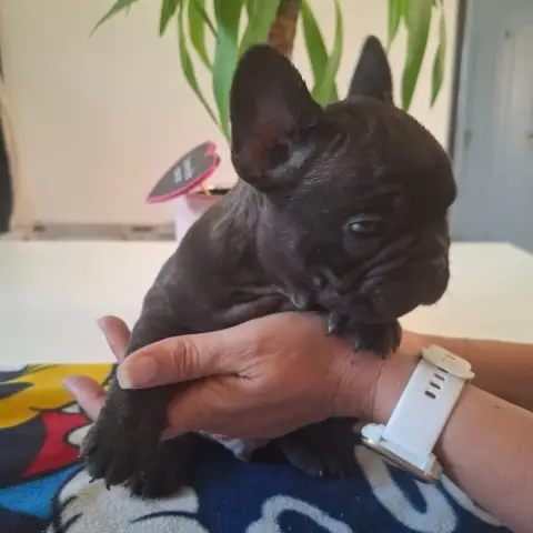 Bouledogue Français  B Du Monde De Cali photo 3