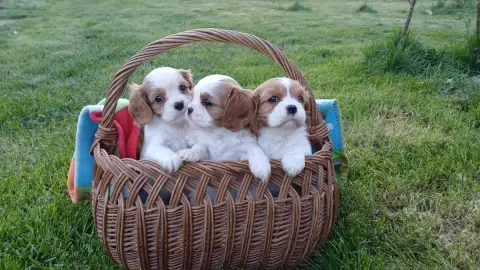 Cavalier King Charles Spaniel  Baloo