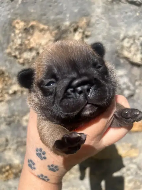 Bouledogue Français  Branson The Kingdom Of The Littl ab86d photo 2