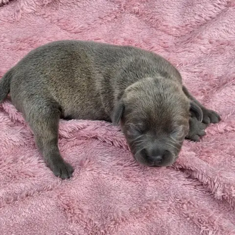 Staffordshire Bull Terrier 
                        B d6037 photo 2