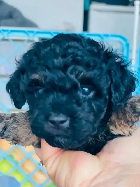 Caniche  Chiot N°2 Du Royaume De La Pompadour