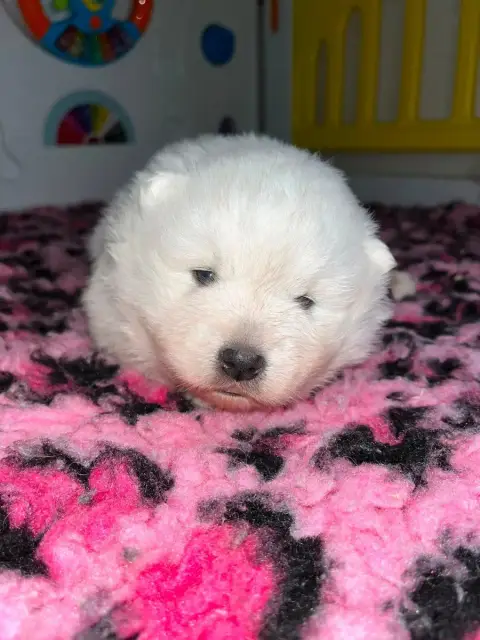 Spitz Japonais  Chiot N°2 Qc De Jerrie Black