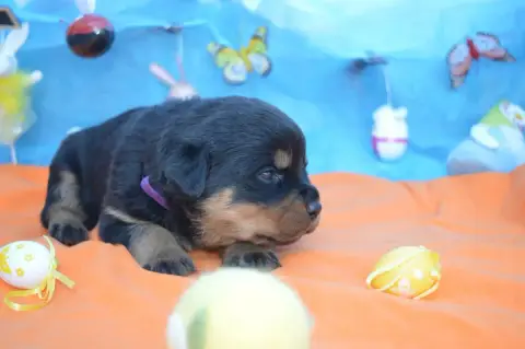 Rottweiler  Collier Violet Des Gardiens De Feu photo 3