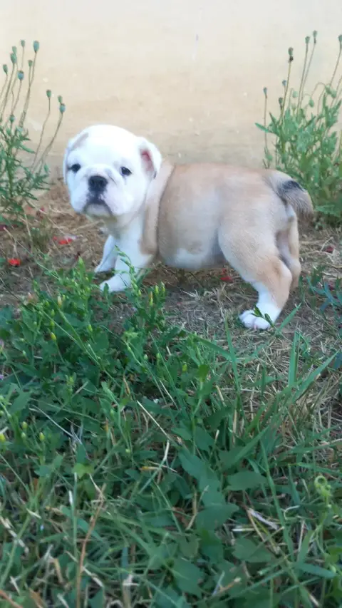 Bulldog Anglais  B Stocky Family
