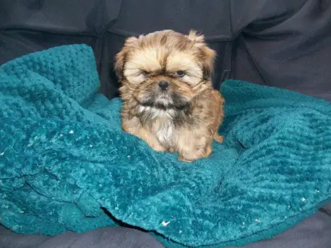 Shih Tzu  Benitia Du Manoir Des Dieux Du Ciel