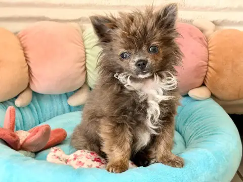 Chihuahua  Bushi No Puchi Pikachu Des Minis Bombes