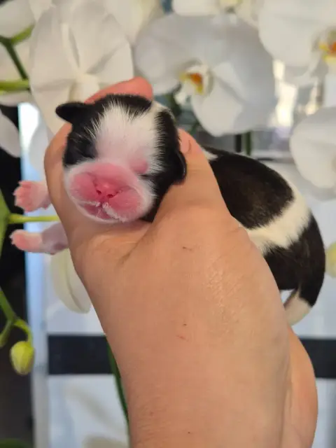 Shih Tzu  Chiot N°6 De La Plaine Du Jaelma
