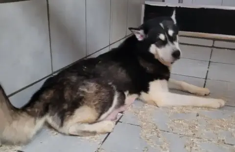 Alaskan Malamute  Buster Des Marais De Courmont photo 2