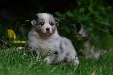 Berger Australien  Mâle Bleu Merle Yeux Bleus Du Saph e95a2