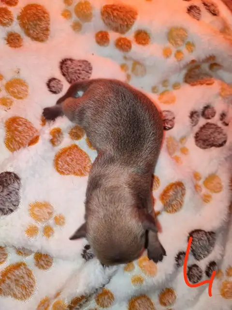 Chihuahua  Chiot 4 Du Gang Des Calinounoux