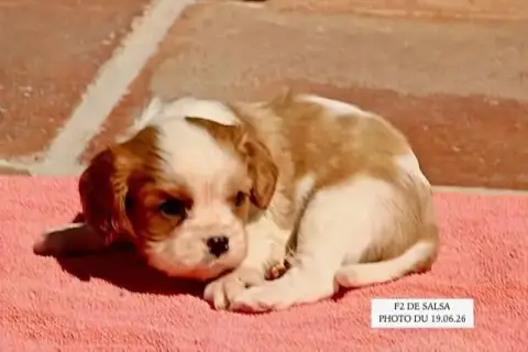 Cavalier King Charles Spaniel  Salsa F2 De La Bastide a3aae photo 2