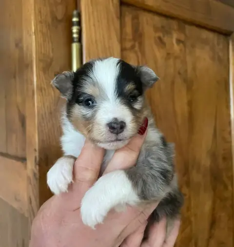 Shetland Sheepdog  Chiot N°3 Du Domaine De Noa photo 2