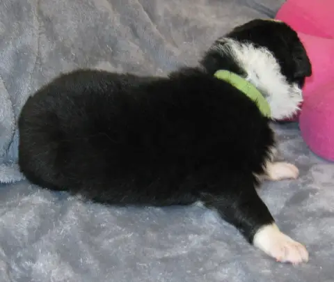 Border Collie  Chiot N°4 De La Vallee Du Douro photo 3