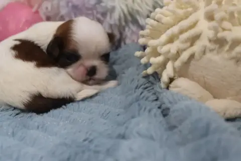 Shih Tzu  Belette De La Ferme Des Mottes
