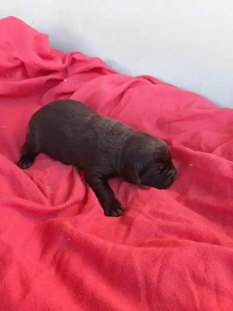 Labrador Retriever  Chiot N°4 Du Moulin De Madjurie 7a41e