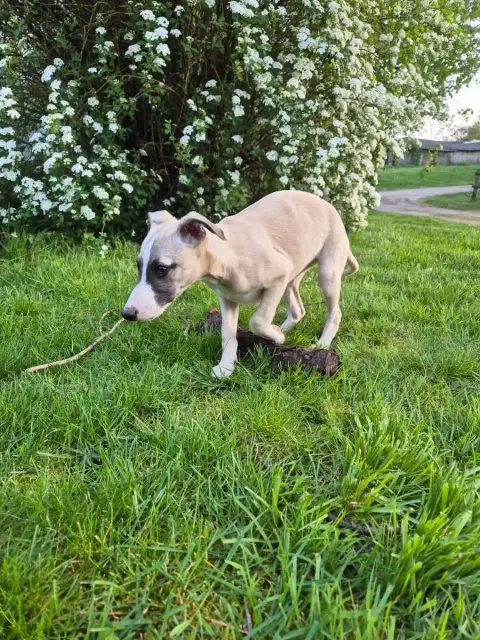 Whippet  Blackpearl Du Domaine De Tinuchka photo 3