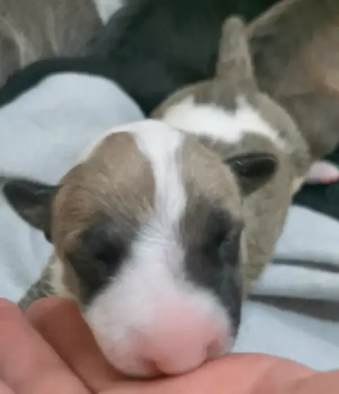 Bull Terrier  Chiot N°1 Of The Little Troublemaker photo 3