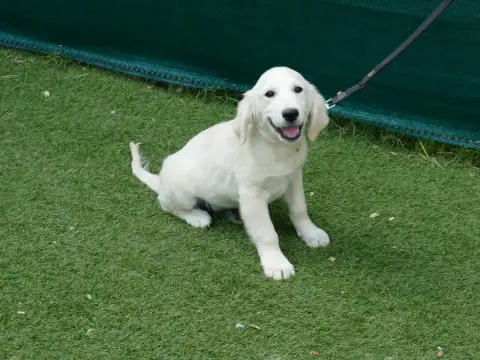 Golden Retriever  Male Collier Marron Du Temps Des Am 278e0