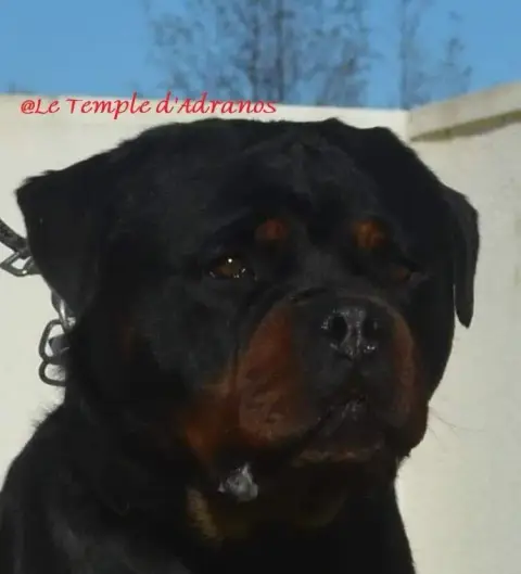 Rottweiler  Chiot N°1 Des Princes De Calvignac photo 2