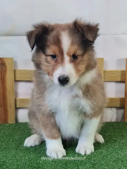 Shetland Sheepdog  Bornéo Du Mont De La Chenaie photo 2
