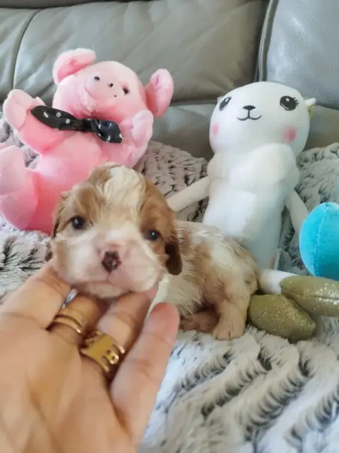 Cavalier King Charles Spaniel  Chiot N°2 Du Clos Kemo 8467d