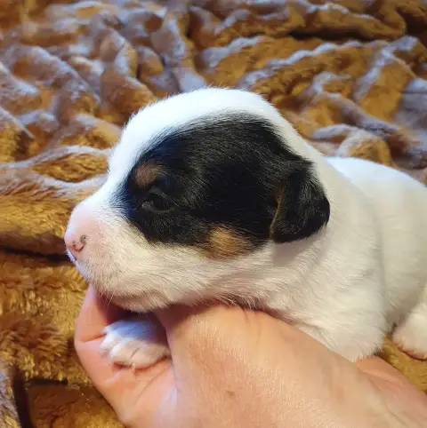 Jack Russell Terrier photo 3