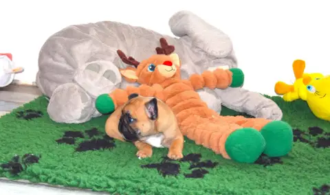 Bouledogue Français  Barry Des Dobs D'Arnoline photo 3