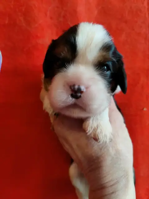 Cavalier King Charles Spaniel  Chiot N°2 Du Souvenir  c0d55