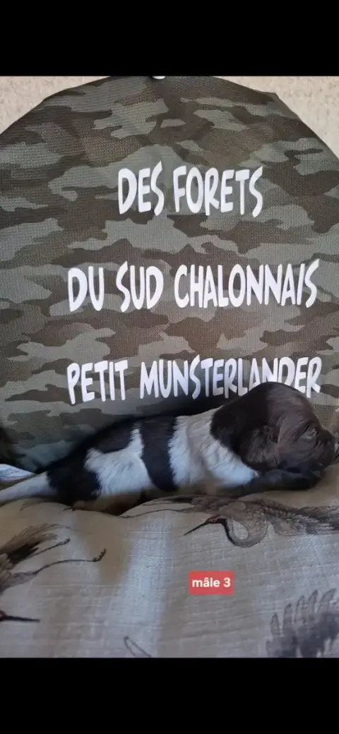 Petit Epagneul De Münster  Chiot N°3 Des Forêts Du Su 3f2f4
