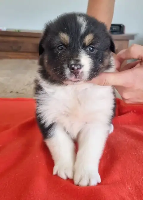 Berger Australien  Chiot N°4 Des Hirondelles Du Voyag e5476 photo 3