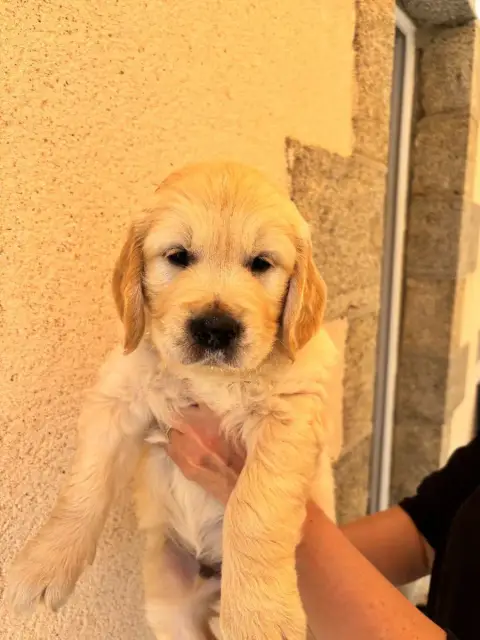Golden Retriever  Mr Marron Du Domaine Du Petit Perch 3d32a photo 2