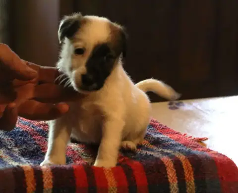 Fox Terrier Poil Lisse  Chiot 4 De La Treviniere