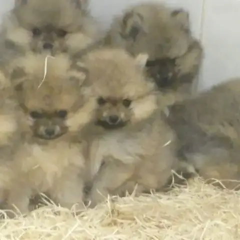 Superbes Chiots Spitz Nain