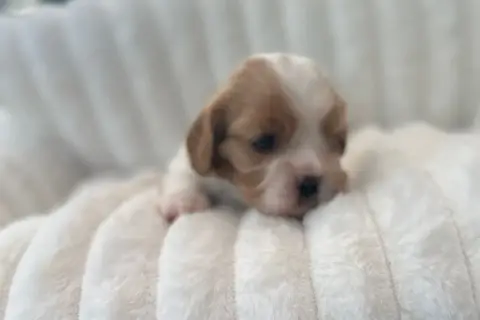 Cavalier King Charles Spaniel  Bailla Di Casa Borgo b90a6 photo 3