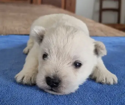 West Highland White Terrier  Chiot N°1 Des Hirondelle b7653 photo 3