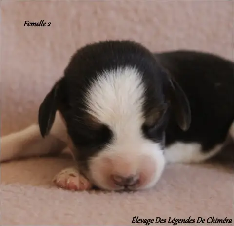 Beagle photo 2