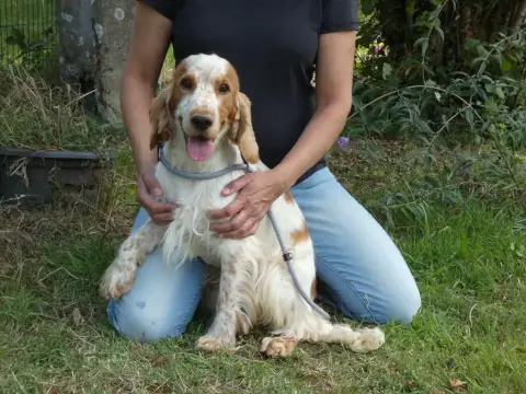 Cocker Spaniel Anglais  F2 Bleue Ar Ti Marellek photo 2