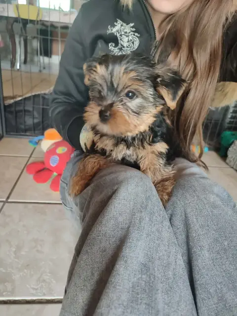 Yorkshire Terrier  Buck De La Vallee De Cande photo 3