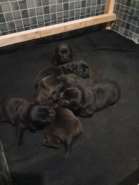 Staffordshire Bull Terrier  Chiot N°4 Black Ghost Tek e3bf4