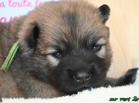 Eurasier  Chiot 4 Des Legendes De Retz photo 2