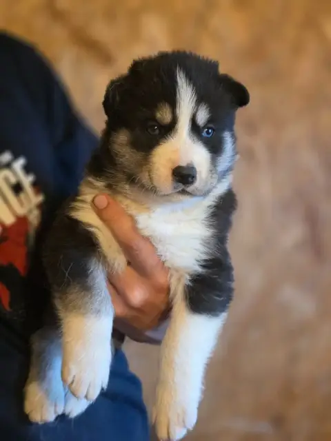 Siberian Husky  Chiot 2