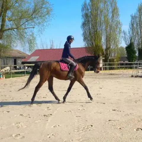 Cheval De Loisir Et Cso