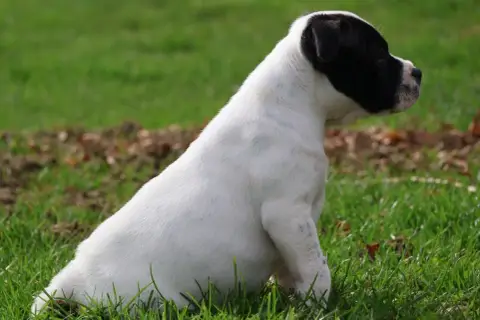 Staffordshire Bull Terrier  Chiot 5 photo 2