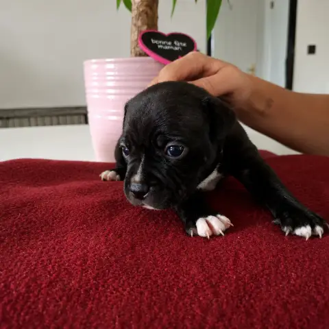 Staffordshire Bull Terrier  Chiot N°4 Du Monde De Cal 1aeea photo 3